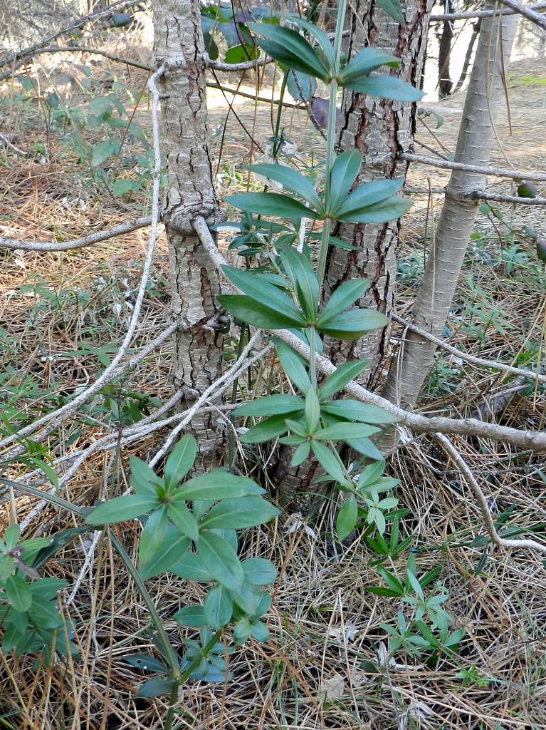 Rubia peregrina subsp. peregrina